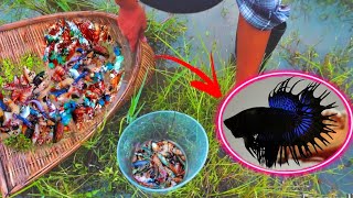 Top 5 Amazing Video Catch Up Very Beautiful Fish Betta and Koi Fish Lucky Day And Enjoy