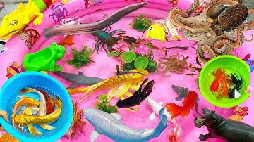 Sinh vật biển,cá mập,sứa,cá voi,ốc mượn hồn,tôm hùm,cá sấu,bạch tuộc,thằn lằn,hà mã,các con vật,cá