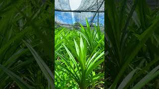 Pandan leaves are known in English as Pandan and the scientific name is Pandanus Amarylifolius.