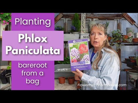 Phlox Paniculata Planting Bareroot! | Easy Summer Flowers