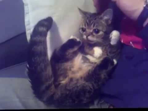 bub's-tail-gets-excited.wmv