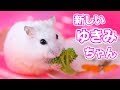 ハムスター 新しいゆきみちゃん🐹