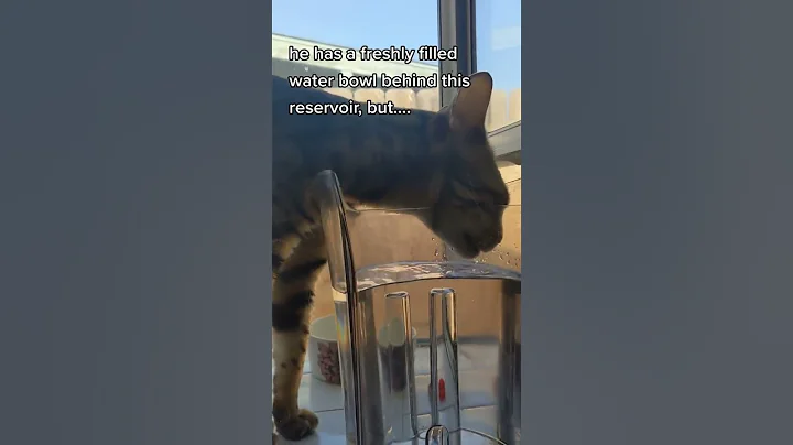 Video 913951: bengal cat drinking