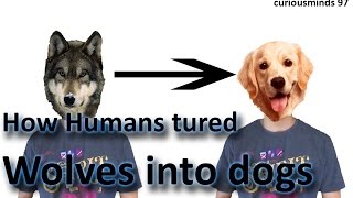 How humans turned Wolves into Dogs |Curiousminds97
