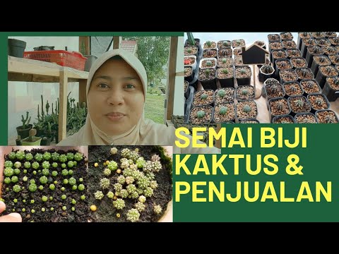 Video: Tumbuh Kaktus Dari Biji, Iklim Mikro, Penyiraman, Pencahayaan, Pengambilan - 1