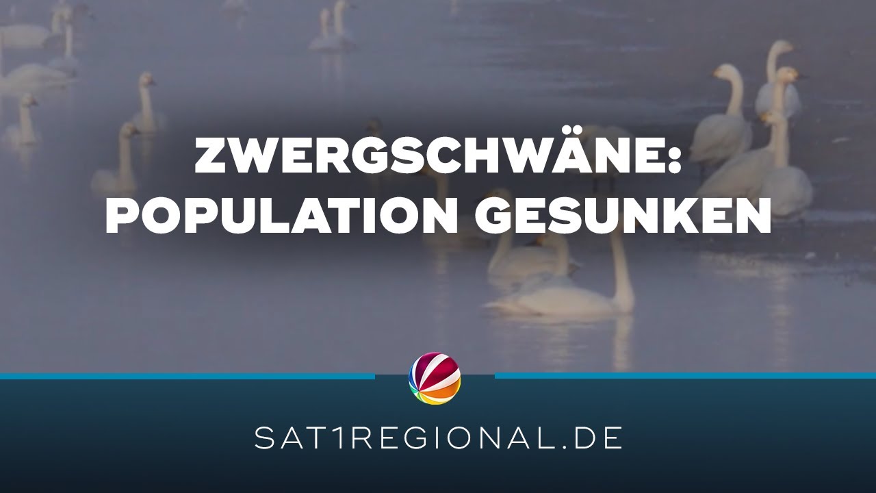 Zwergschwäne überwintern in Norddeutschland: Population geht dramatisch zurück