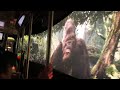 King Kong 360 3D POV on Universal Studios Hollywood’s Studio Tour