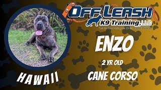 Enzo/Cane Corso/ 2 Week Board and Train Program/Amazing Results/Off Leash Obedience