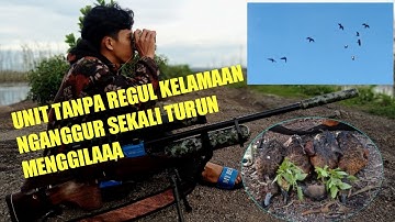 BERBURU BELIBIS TERBARU-AKIBAT UNIT TANPA REGUL YAA ‼️ BEGINI JADINYA??