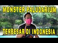 PROJECT PALUDARIUM TERBESAR DI INDONESIA!!