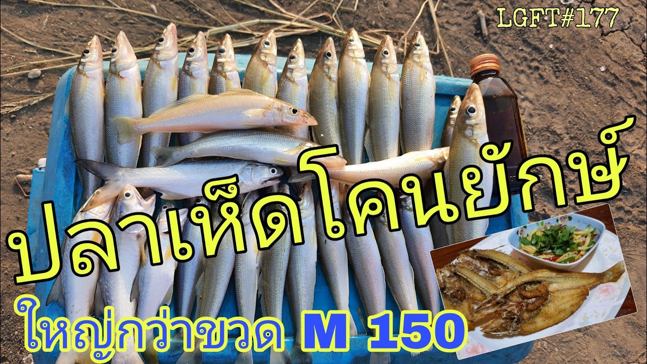 ตกปลาเห็ดโคนยักษ์ ตัวใหญ่กว่าขวดM150 เอามาทอดน้ำปลา LGFT#177