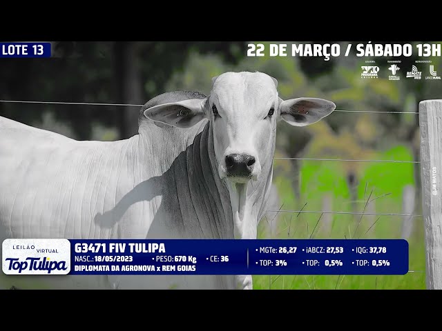 LOTE 13   TUL 3471