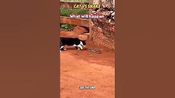 cat vs snake #trending #animals #wildlife #youtubeshorts #cat #snake #youtubeshorts #shorts #short