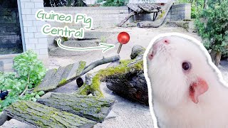 50 Guinea Pigs Live Here & An Exciting Gift