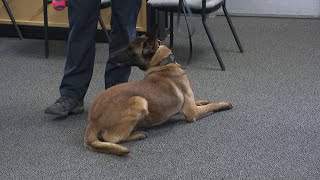 Scranton Police Department mourns loss of K-9 Officer Scout