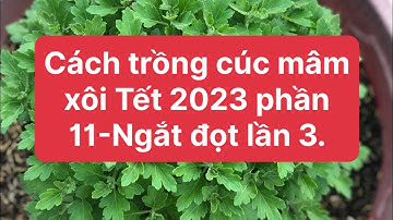 Cách trồng cúc mâm xôi Tết 2023 phần 11-Ngắt đọt lần 3 cập nhật 4/8 ÂL