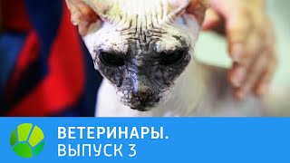 Ветеринары. Попугай, собачка, кошка, лиса | Живая Планета Ветеринары. Попугай, собачка, кошка, лиса | Живая Планета