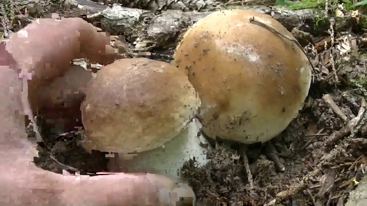 На этой поляне БЕЛЫХ ГРИБОВ больше,чем во всём лесу!