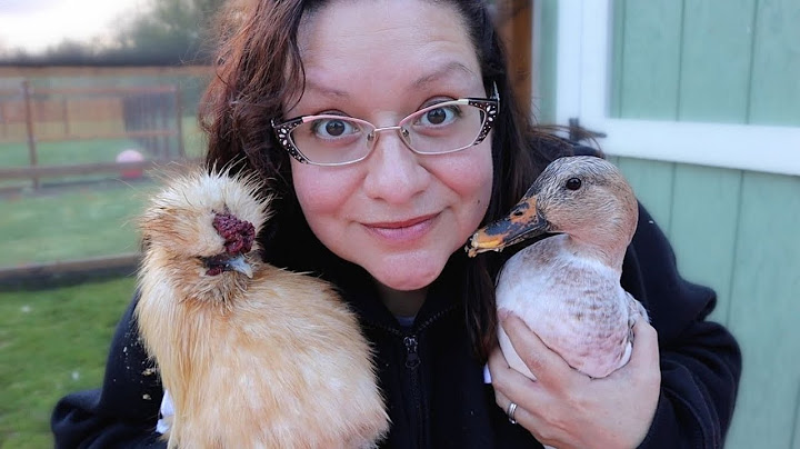 How to Keep Ducks and Chickens Together