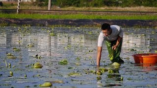 糧心的五種溫度之《香水蓮花》