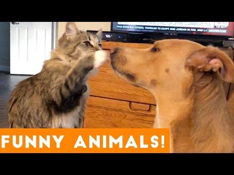 funniest-pets-&-animals-of-the-week-compilation-november-2018-|-funny-pet-videos