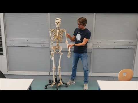 Video: Anatomie, Funktion Und Diagramm Der Vorderen Hirnarterie - Körperkarten