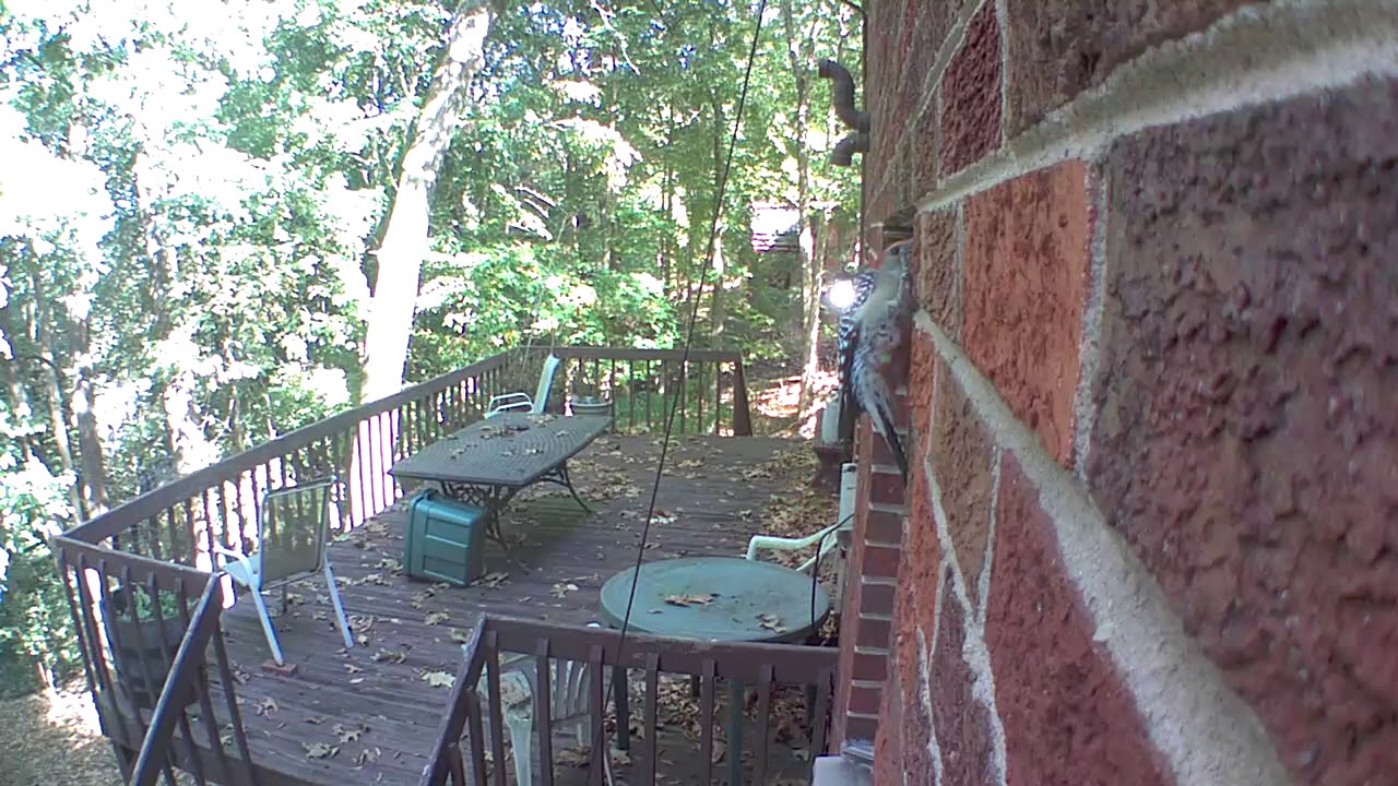 Woodpecker on brick house - YouTube