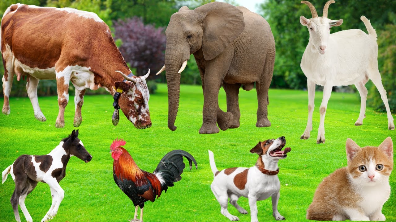 Исследуйте звуки животных: слон, кошка, лошадь, курица, свинья, обезьяна, корова, тигр, лев – мил...