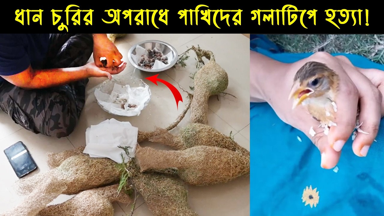 দুর্ভাগা বাবুই ছানাগুলোর জীবনী | Bird Story-198 | The life story of Weaver Bird | সময় টিভি | E02