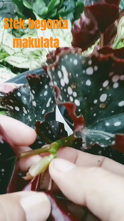 Stek. Begonia makulata #begonia #makulata