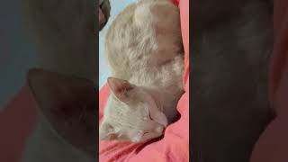 #cute #kitty #sleep #time 😘