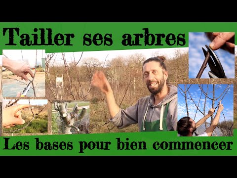 Vidéo: Taille d'arbre de printemps pour les débutants en images