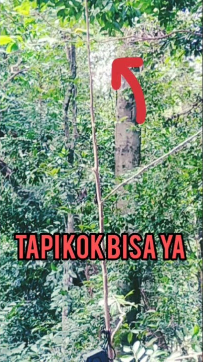 uji coba teriknya Mikat burung cucak ranting