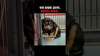 두번 파양된 강아지, 세번째는 어떻게.. #힐링 ,#힐링영상 ,#힐링음악 ,#감동사연 ,#감동 ,#반려견 ,#반려동물 ,#강아지 ,#강아지일상 ,#동물 ,#shorts ,#쇼츠
