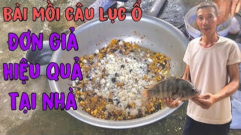 Bài Mồi Câu Lục Ổ | Đơn giản mà hiệu quả cho các hồ tự nhiên và hồ dịch vụ.- Ngọc Chinhfishing