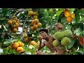 Adventure in forest - Find Fruit In The Jungle -  Eating  santol delicious