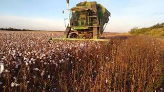 Cosecha de algodón