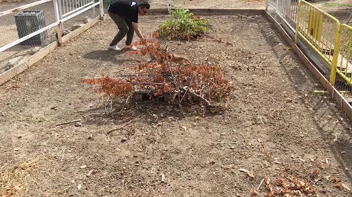Podenco Andaluz del Tajuña.1ª Salida Picadero Cachorra con 4 meses.