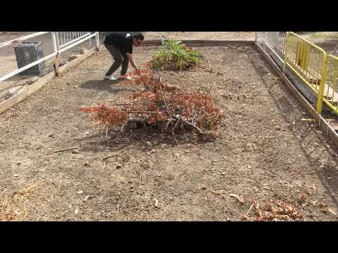 Podenco Andaluz Del Tajuña 1ª Salida Picadero Cachorra Con 4 Meses 