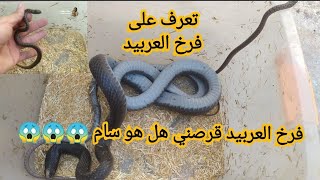 فرخ العربيد وماذا تعرفون عنه شاهد ماذا حدث أثناء التصوير   سمعها