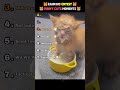 Ranking 😻CUTEST FUNNY CATS😹 Moments #ranking #cats
