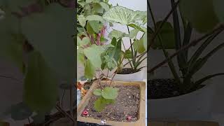 तुलसी का पौधा घना और हरा कैसे बनाएं | Tulsi Care Tips 🌱#viralvideo #youtubeshorts #shorts