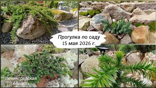 Прогулка по саду 15 мая 2026 г.