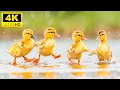 Baby animals 4k  le monde magique charmant et amusant des bbs animaux qui nous entourent avec