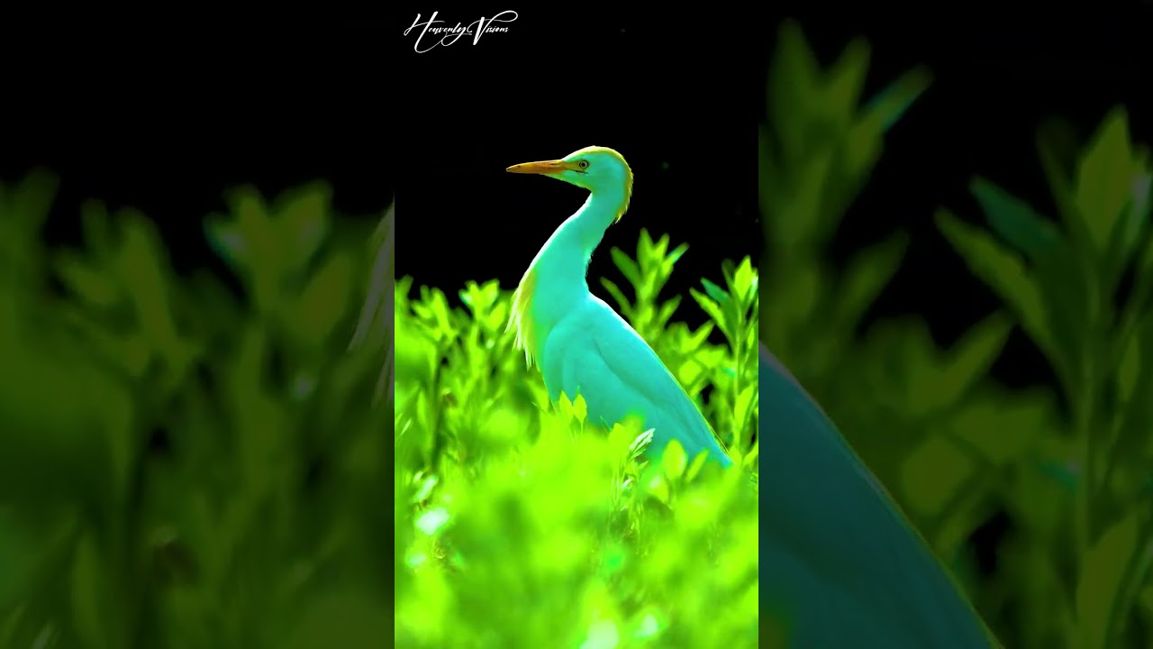 Egret Bird Spotted In Nature! 