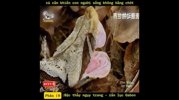 Rắn lục Gabon - Răng nanh dài nhất Thế Giới với khả năng ngụy trang cực đỉnh #dongvat #animals