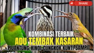 MASTERAN MENUSUK JURI!! CUNGKOK KUNTI SAMBUNG TEMBAKAN PELATUK SAMPIT - JERITAN KINOI DAN PIJANTUNG