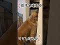 今夜も誰と寝るか迷う犬