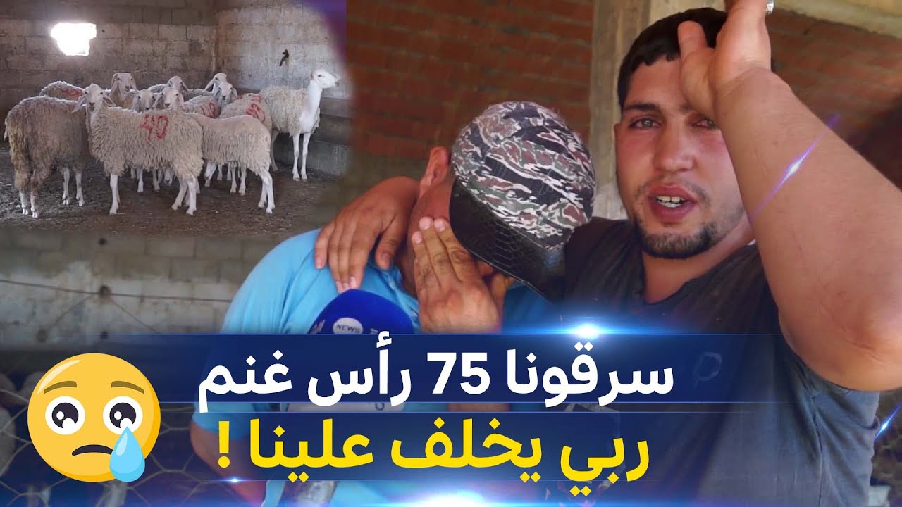 #شاهد موال يجهش بالبكاء بعد سرقة 75 رأسا من ماشيته  بأولاد سلامة بـ #المسيلة  .
