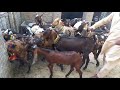 Shadiwal goats farm  goats master